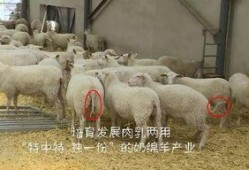 育肥羊爆料视频大全最新,最新爆料视频大全深度解析