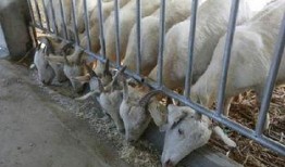 育肥羊爆料视频大全最新,最新爆料视频大全深度解析