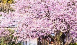 樱花最新爆料更新视频,揭秘视频背后的惊人真相！