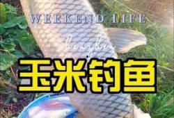 抖音小海鱼棠最新爆料,揭秘网红幕后故事！