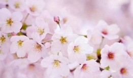 樱花最新爆料更新视频,揭秘视频背后的惊人真相！