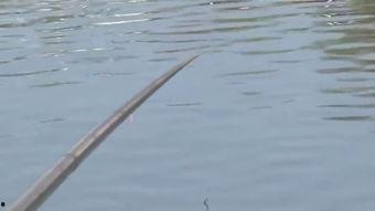 钓鱼爆料视频最新大全图片,捕捉瞬间，揭秘钓鱼高手技巧与心得